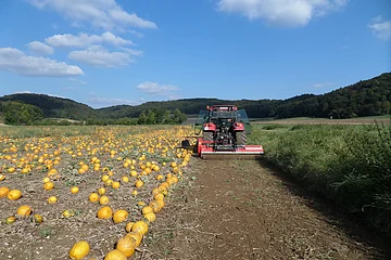 Traktor auf Kürbisfeld