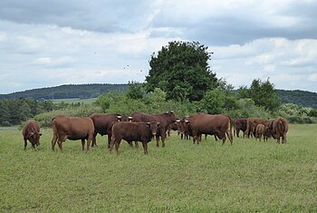 Braune Rinderherde auf grüner Weide, weiß-blauer Himmel
