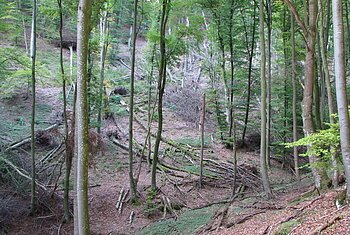 Buchenwald mit umher liegendem Totholz