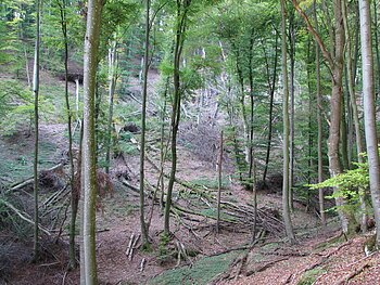 Naturwaldreservat Beixenhart Buchenwald mit umher liegendem Totholz