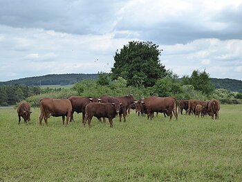 Rotvieh Braune Rinderherde auf grüner Weide, weiß-blauer Himmel