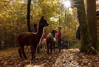 Eine Wandergruppe ist während einer geführten Tour mit braunen Alpakas auf einer herbstlichen Lichtung im Wald im Wald unterwegs. Durch das Herbstlaub strahlt die Sonne.