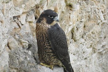Falke mit dunklem Kopf und geflecktem Brustgefieder sitzt auf einem Felsen vor einer steinigen Wand.