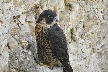 Falke mit dunklem Kopf und geflecktem Brustgefieder sitzt auf einem Felsen vor einer steinigen Wand.