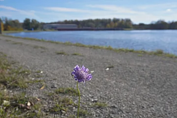 Einzelne lila Blume vor einem Kiesweg mit Wasser und Bäumen im Hintergrund bei klarem Himmel.