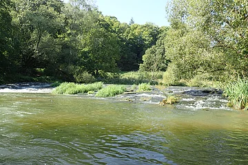 Fluss mit flachem Wasser und Inseln aus Gras, umgeben von Bäumen unter klarem Himmel.