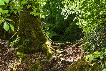 Baumstamm mit großen, moosbedeckten Wurzeln im Wald auf mit Blättern bedecktem Boden.