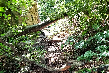 Waldweg mit umgestürzten Baumstämmen und dichtem Laub im Sonnenlicht.