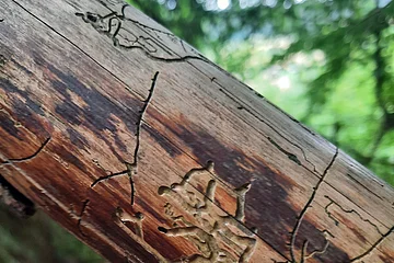 Nahaufnahme eines Holzstamms mit Fraßspuren von Insekten, unscharfer Waldhintergrund