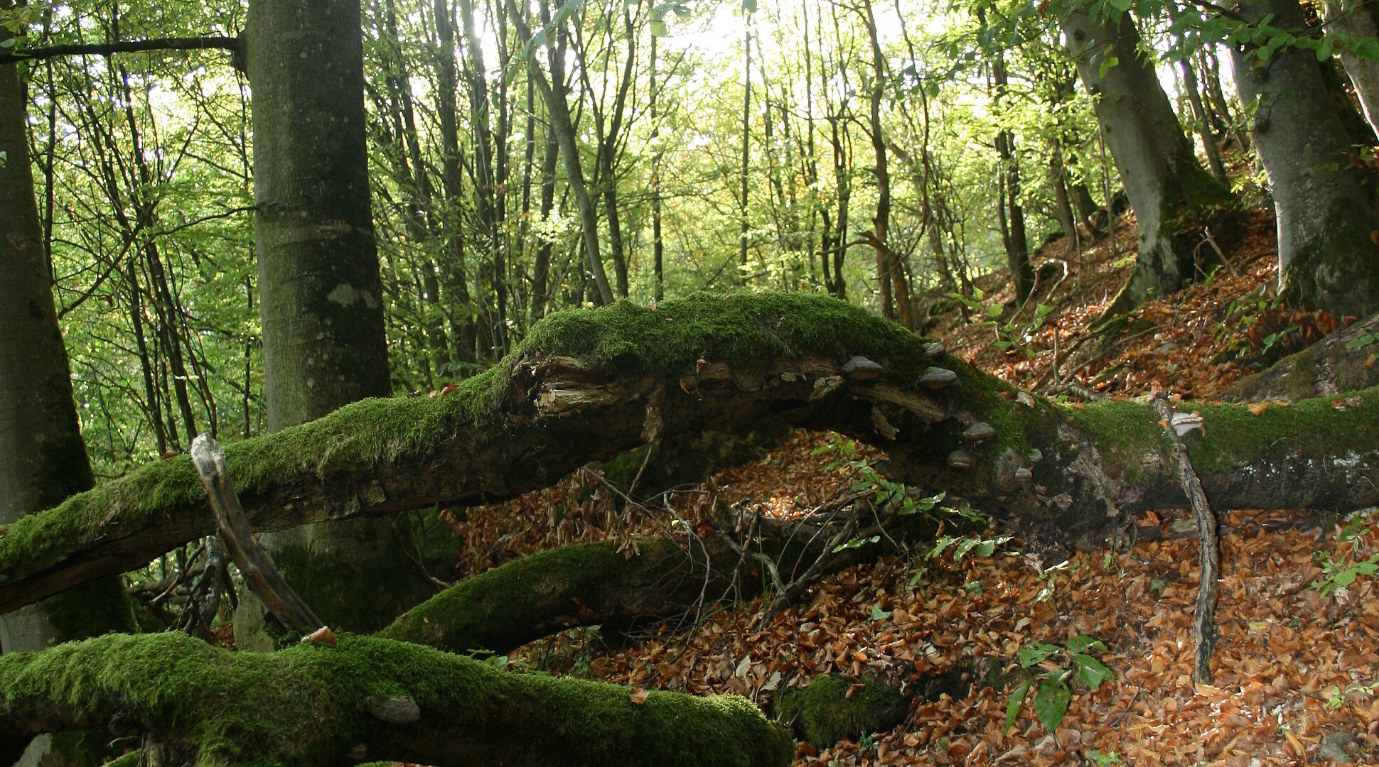 Buchenwald Beixenhart (Naturwaldreservat)