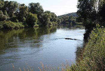 Donau bei Altisheim