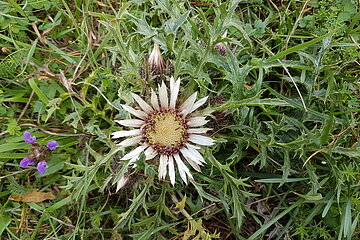 Silberdistel